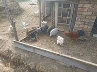 Guinea fowl — foto 3