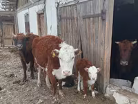 Lembu ternakan (lot, jantina tidak dinyatakan), Kazakh White-headed cow — foto 3