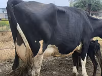 Сиыр, Russian Black pied cattle — 6-сурет