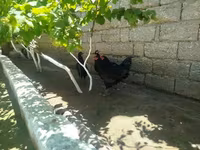 Australorp — foto 2