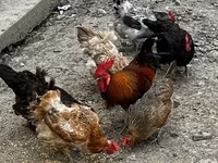 Chickens — 4. fotó