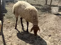 میش, گوسفند — عکس 5