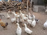Geese — foto 6