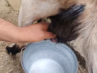 بز ماده, بز — عکس 4