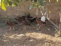 مالینز — عکس 6