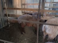 قوچ, Karakul sheep — عکس 4