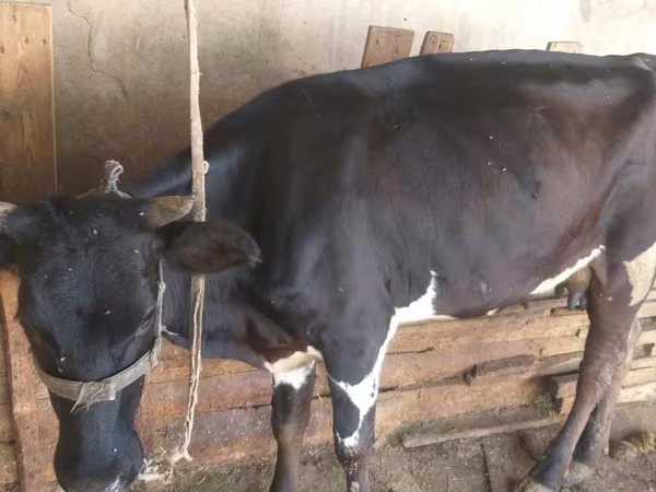 Vaca, Russian Black pied cattle