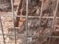 Quails — 사진 2