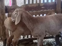 แกะตัวผู้, Arashan sheep — รูปภาพ 3