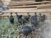 Chickens — foto 4