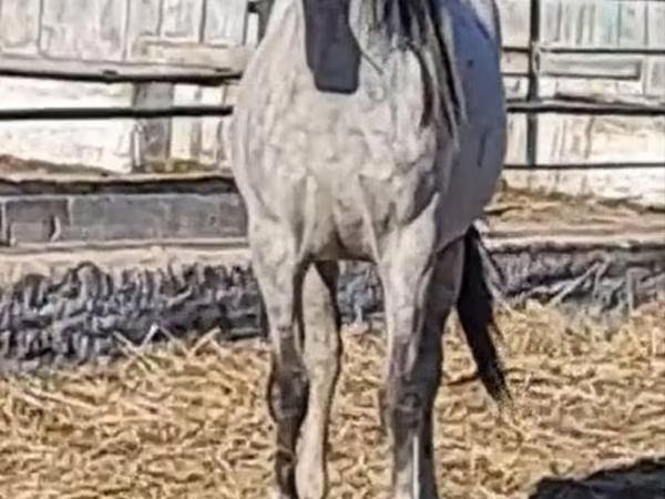 Konji (partija, pol nije naveden), Thoroughbred horse