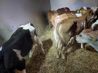گاو نر, Simmental cattle — عکس 3