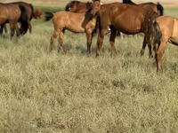Hingst, Kazakh horse — foto 3