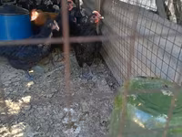 Chickens — Foto 5