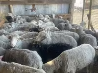 Biri-biri betina, Sheep — foto 1