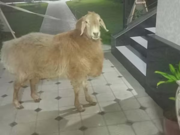 Owce (partia, płeć nieokreślona), Arashan sheep