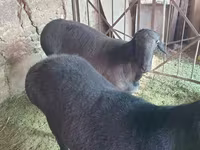 كبش, الأغنام — الصورة 1