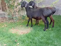 مینڈھا, Arashan sheep — تصویر 8