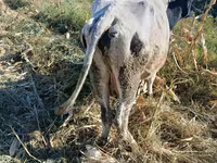 گاو ماده, Russian Black pied cattle — عکس 2