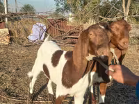 Ешкі, Kamori goats — 5-сурет