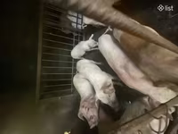 Doofaar dhaddig, Pigs — sawirka 3