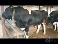 Kambing jantan, Sheep — foto 2