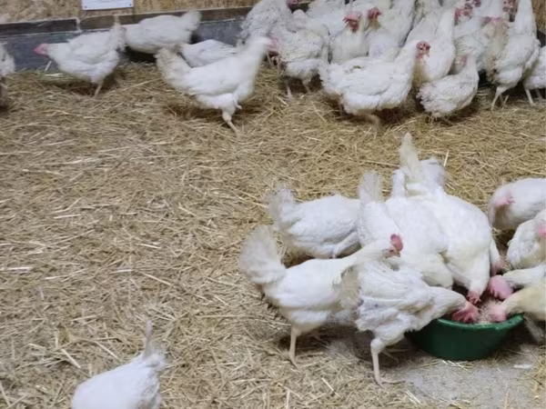 Chickens