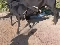 Vaca, Ganado vacuno — foto 7