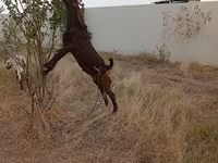 Bock, Kamori goats — foto 3