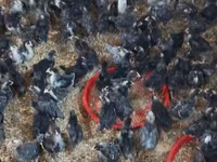 Chickens — photo 4