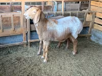 Koyun, Arashan sheep — foto 4