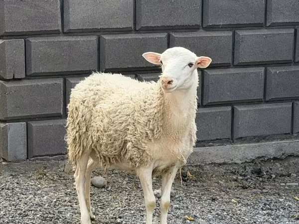 كبش, Hissar sheep