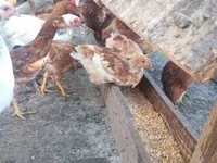 Chickens — foto 5