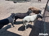 Vædder, Dorper sheep — foto 2