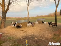 Schaf, Cameroon sheep — Foto 2