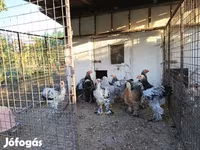 브라마 — 사진 1