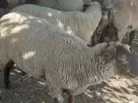 Qoç, Qoyunlar — foto 3