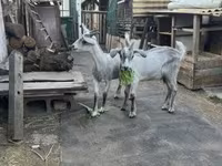 Bok, Nubian Goat — foto 1