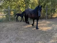 Klisna, Friesian — foto 6