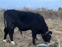 ወንድ በሬ, Aberdeen-Angus — ፎቶ 3