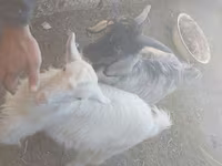 Oğlak, Keçiler — foto 3