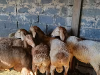 Wad, Sheep — sawirka 4