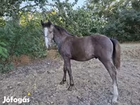 Hengst, Paarden — foto 4