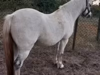 مادیان, Falabella — عکس 2