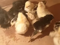Chickens — الصورة 1