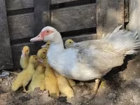 Geese — عکس 4