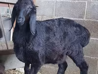 Beran, Arashan sheep — foto 1