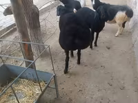 숫양, Hissar sheep — 사진 4