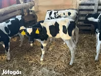 Lembu jantan, Russian Black pied cattle — foto 4