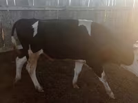 Бух, Russian Black pied cattle — 4 зураг